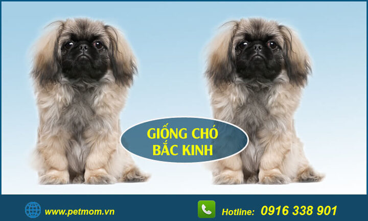 Chó Bắc Kinh lai Poodle: Đặc điểm, cách chăm sóc và giá bán