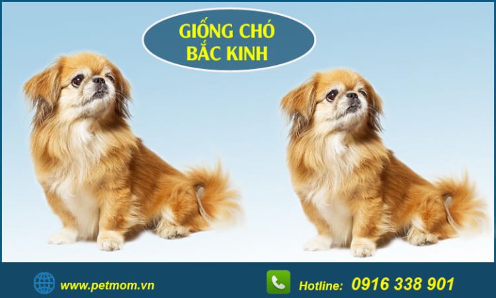 Huấn luyện chó Bắc Kinh Lai Nhật: Phương pháp và Bí quyết hiệu quả
