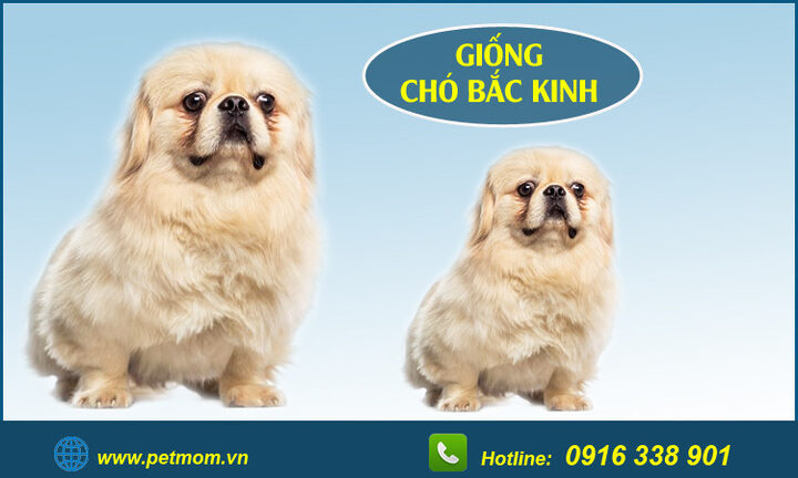 Chó Bắc Kinh lai Poodle: Đặc điểm, cách chăm sóc và giá bán