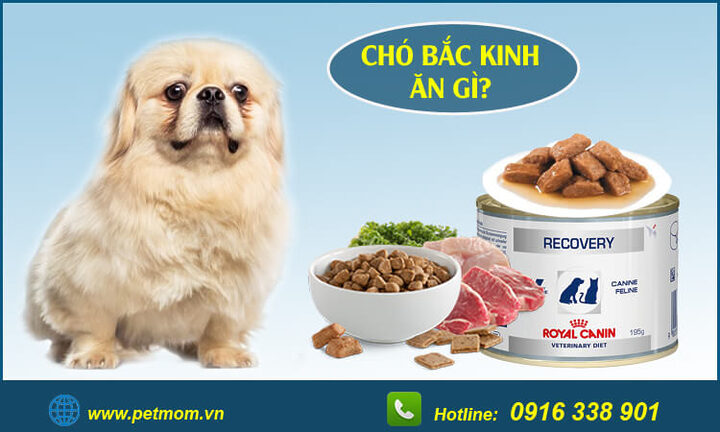 Chó Bắc Kinh lai Poodle: Đặc điểm, cách chăm sóc và giá bán
