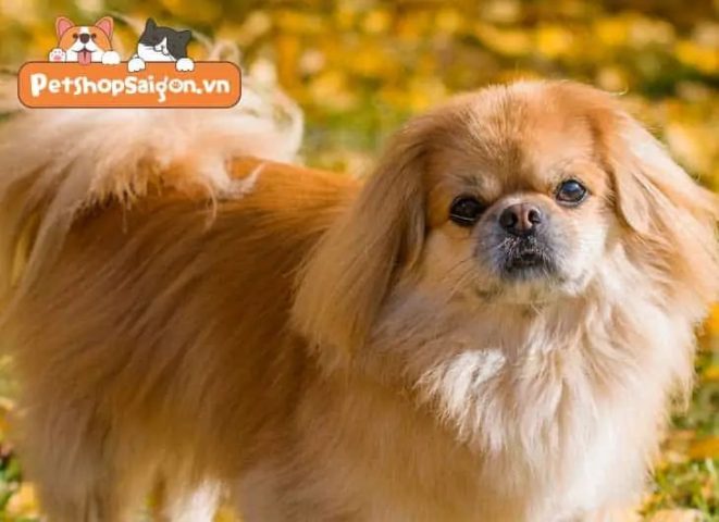 Chó Bắc Kinh lai Nhật đang ăn hạt dinh dưỡng