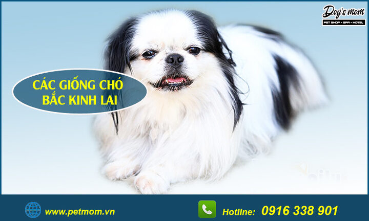 Chó Bắc Kinh lai Poodle: Đặc điểm, cách chăm sóc và giá bán