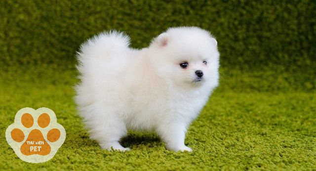thức ăn khô dành cho chó phốc sóc lai bắc kinh ở các giai đoạn tuổi