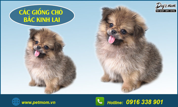 Chó Bắc Kinh lai Poodle: Đặc điểm, cách chăm sóc và giá bán