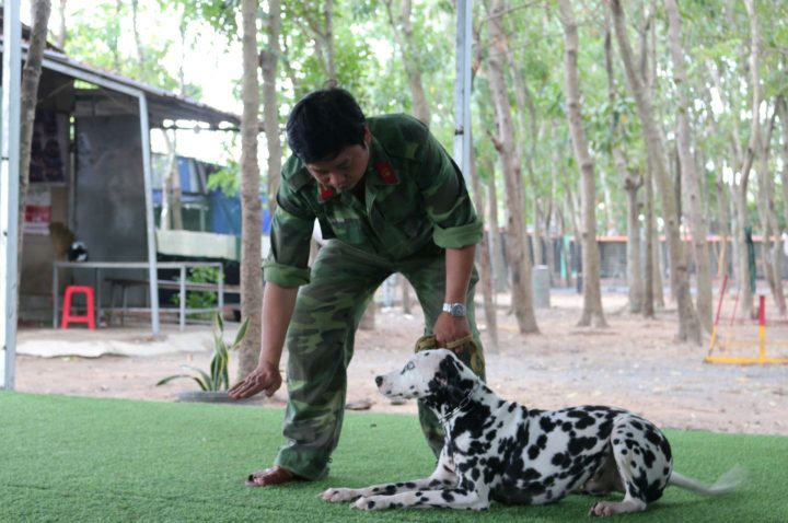 Chó bảo vệ chủ nhân đang sủa theo lệnh, thể hiện sự cảnh giác