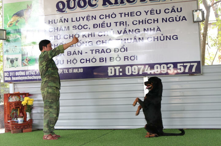 Chó bảo vệ chủ nhân đang tấn công người lạ có đồ bảo hộ, minh họa kỹ năng