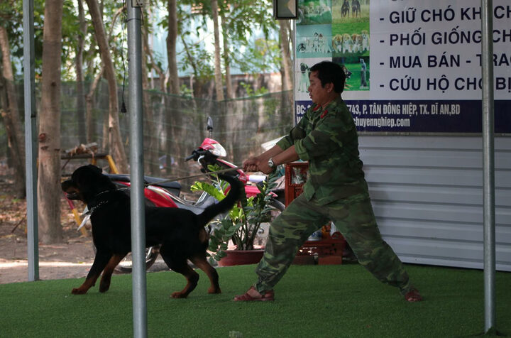 Chó bảo vệ chủ nhân đang tập huấn lùi lại theo hiệu lệnh, huấn luyện viên hướng dẫn