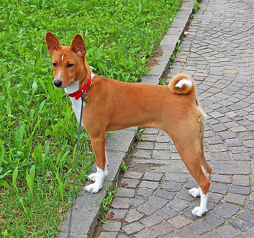 Chó Basenji cảnh giác với khả năng làm sạch như mèo, một giống chó thích hợp nuôi trong nhà, ít rụng lông