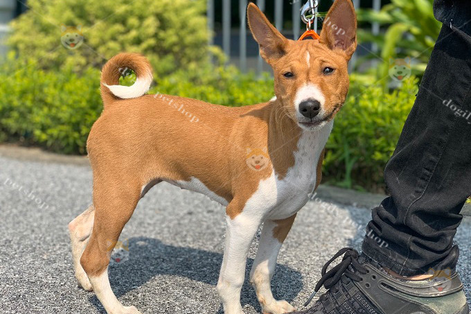Chó Basenji con 4 tháng tuổi nhập khẩu từ châu Âu, một lựa chọn đáng cân nhắc khi tìm hiểu chó Basenji giá bao nhiêu.
