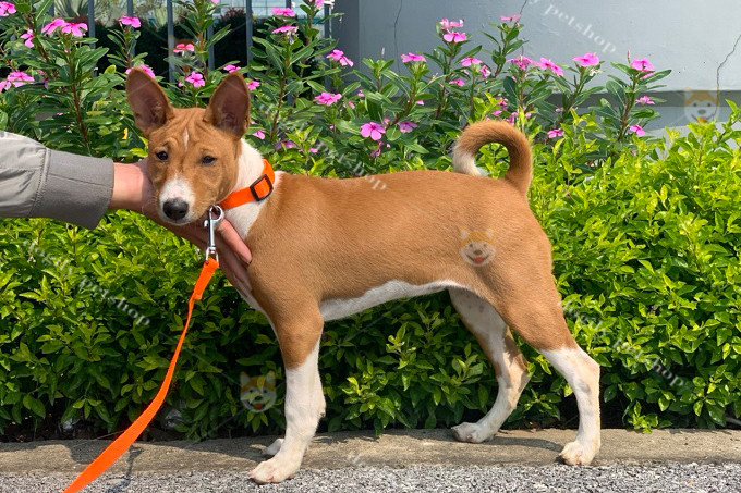 Chó Basenji con nhập khẩu từ Châu Âu, thể hiện vẻ nhanh nhẹn, giúp người đọc tìm hiểu chó Basenji giá bao nhiêu