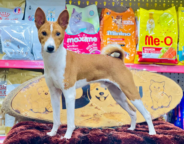Chó Basenji đực 6 tháng tuổi màu vàng trắng, nổi bật với khả năng không sủa và dáng chạy uyển chuyển.