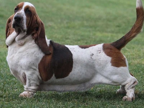 Chó Basset Hound với đôi tai dài đặc trưng và thân hình lùn mập