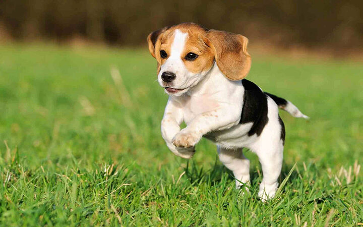 Chó Beagle với bộ lông tam thể đặc trưng, là giống chó đẹp dễ nuôi lanh lợi và thân thiện