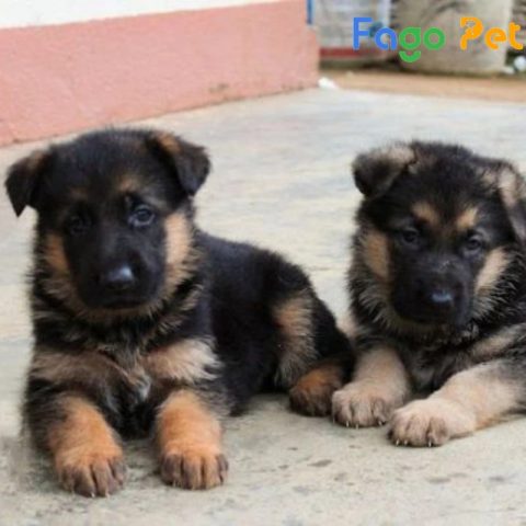 Chó Becgie 4 tháng tuổi với bộ lông dày mượt
