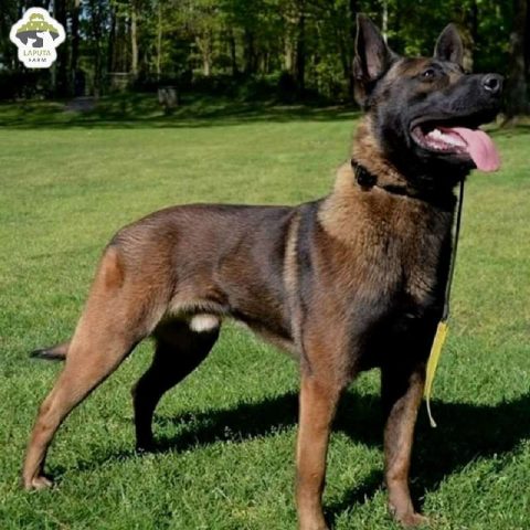 Chó Becgie Bỉ Malinois năng động, sẵn sàng cho việc huấn luyện.
