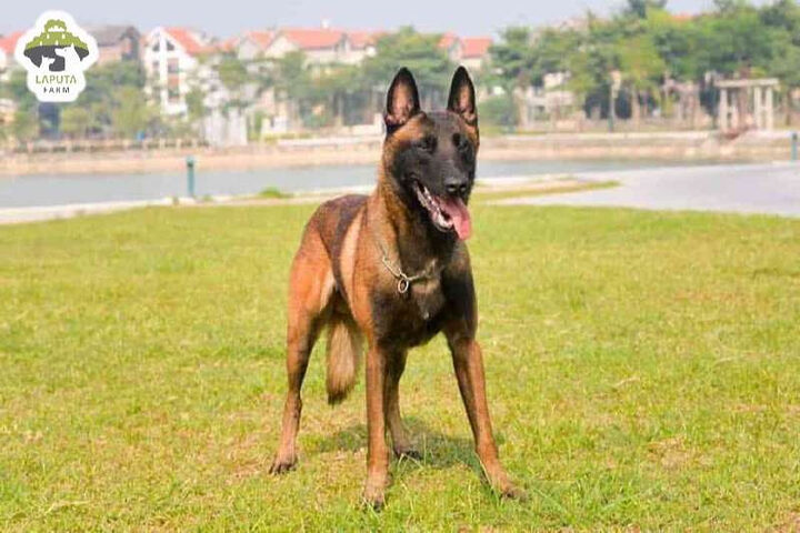 Chó Becgie Bỉ và chủ nhân trong một buổi huấn luyện ngoài trời.