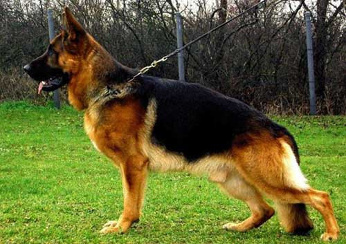 Chó Becgie Đức, giống chó thông minh nên nuôi để giữ nhà và bảo vệ