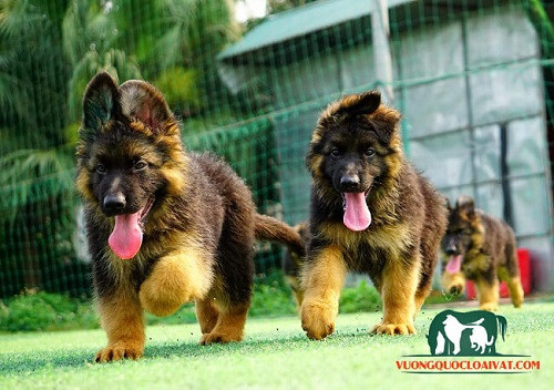 Chó Becgie Đức lông dài con đang được chăm sóc lông