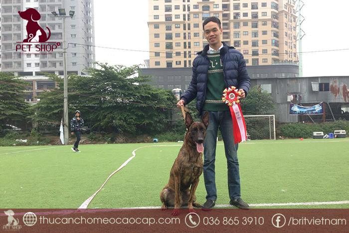 Chó Becgie Hà Lan con đang nghỉ ngơi, thể hiện mức giá bán chó Becgie Hà Lan theo độ tuổi