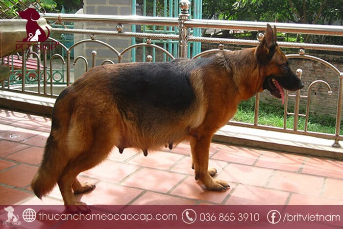 Chó Becgie mang thai khoảng 2 tháng thì đẻ, trung bình 6-8 con mỗi lứa.