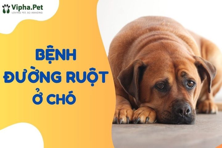 Bệnh Đường Ruột Ở Chó Có Lây Không? Hướng Dẫn Chi Tiết Từ A-Z