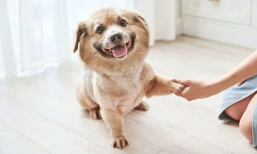 Chó bị cô lập ảnh hưởng tâm lý, tránh điều cấm kỵ khi nuôi chó là bỏ mặc chúng