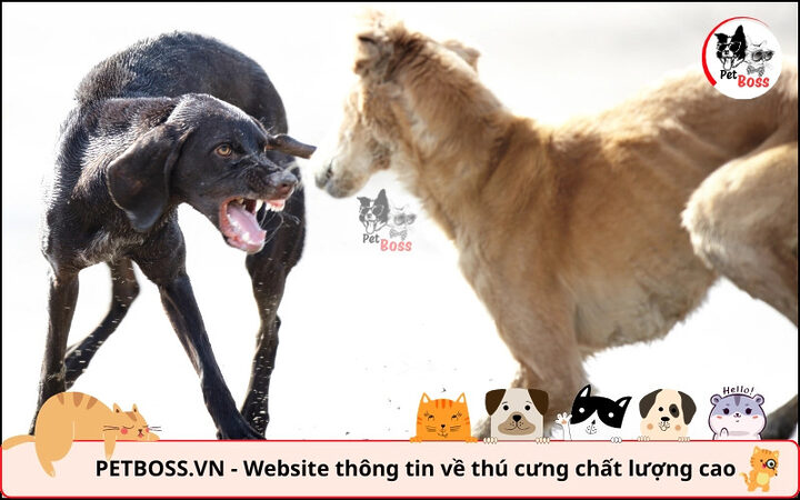 Chó bị dại lây nhiễm từ động vật hoang dã hoặc chó không tiêm phòng