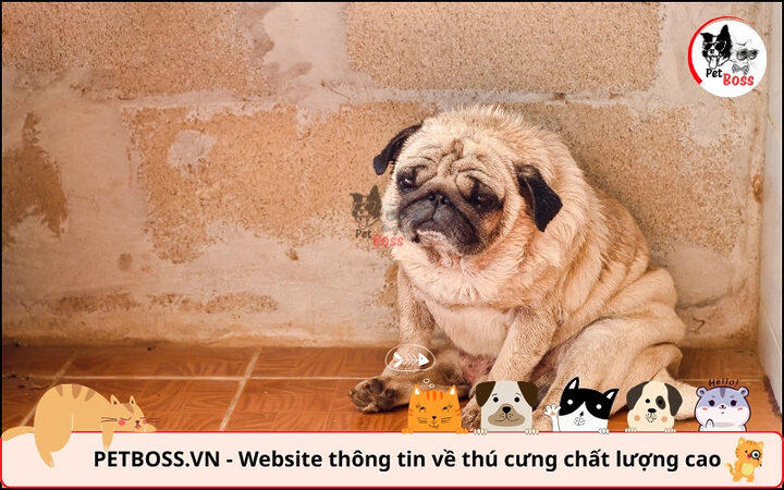 Chó bị dại thể câm với triệu chứng liệt, chảy dãi liên tục, không chữa được