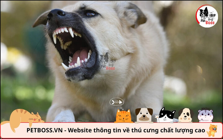 Chó bị dại thể điên cuồng trở nên hung hăng, tấn công, không thể chữa khỏi