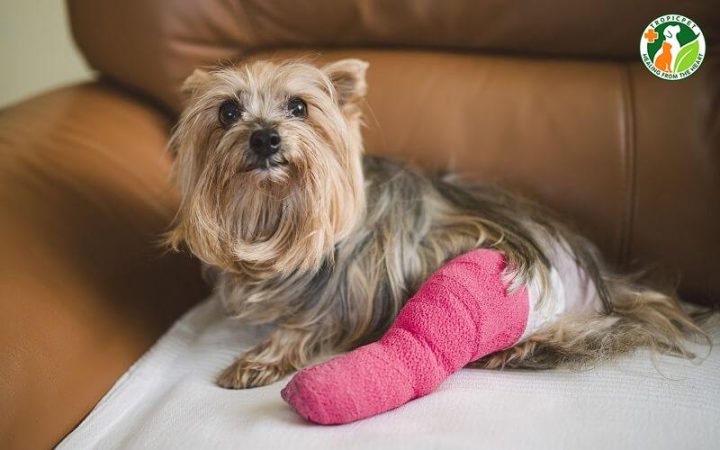Chó Bị Gãy Chân Có Tự Lành Được Không: Hướng Dẫn Toàn Diện