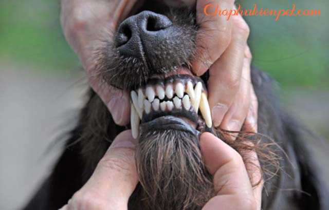 Một chú chó với chiếc răng nanh bị gãy, cần được kiểm tra kỹ lưỡng.