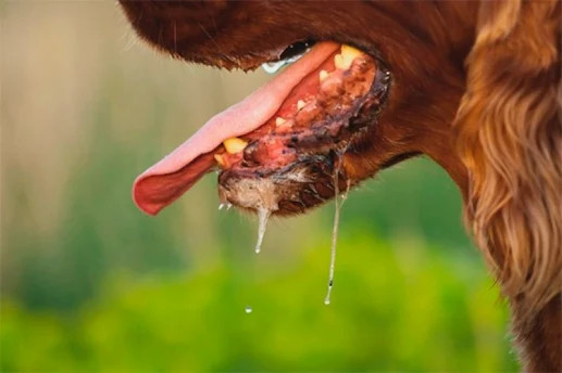 Chó bị hóc dị vật có thể chảy nước dãi và khó chịu