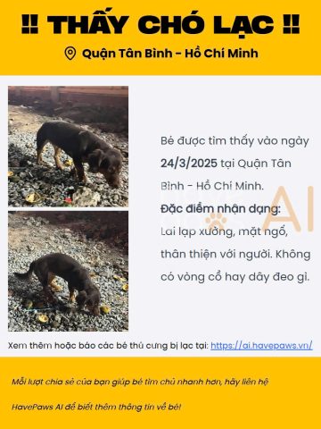 Chó bị lạc cần sự giúp đỡ trên HavePaws AI