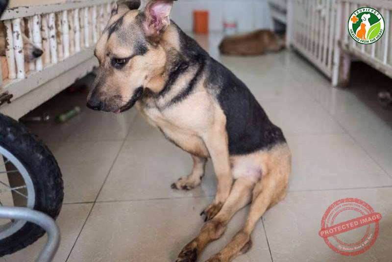 Chó Bị Liệt 2 Chân Sau: Nguyên Nhân, Dấu Hiệu và Cách Điều Trị Hiệu Quả