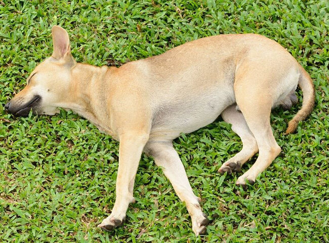 Chó bị liệt do thiếu canxi ảnh hưởng đến xương khớp, cần bổ sung kịp thời.