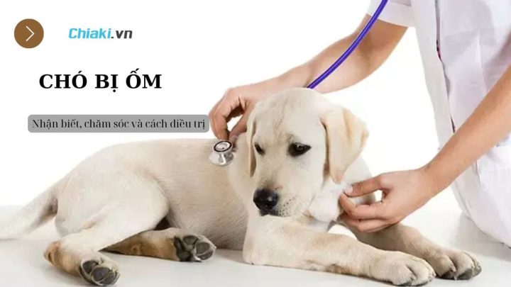Cách Chăm Sóc Chó Ốm Đúng Chuẩn Giúp Cún Nhanh Hồi Phục