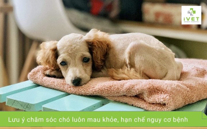 Cách Chăm Sóc Chó Ốm Đúng Chuẩn Giúp Cún Nhanh Hồi Phục