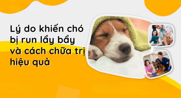 Chó bị run lẩy bẩy vì nhiều nguyên nhân khác nhau