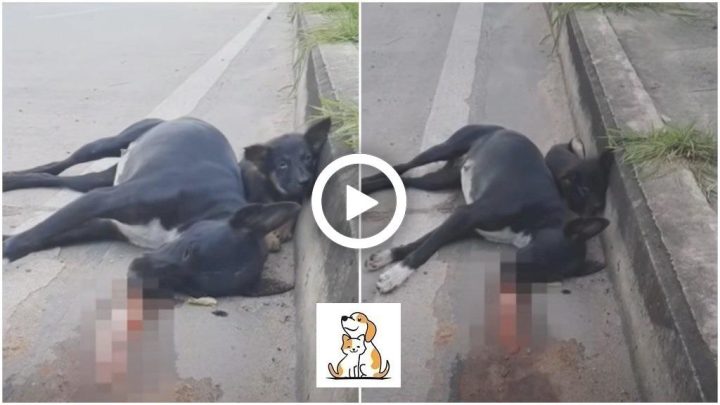 Chó bị run toàn thân thể hiện sự lo lắng trên khuôn mặt