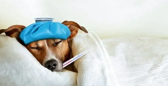 Chó bị sốt và khó tiêu, nằm mệt mỏi, dấu hiệu bệnh lý nghiêm trọng