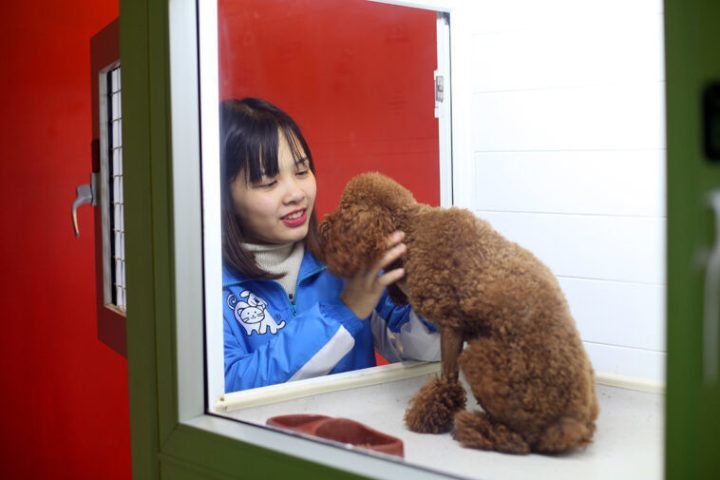 Chó bị sưng cổ họng do nhiều nguyên nhân
