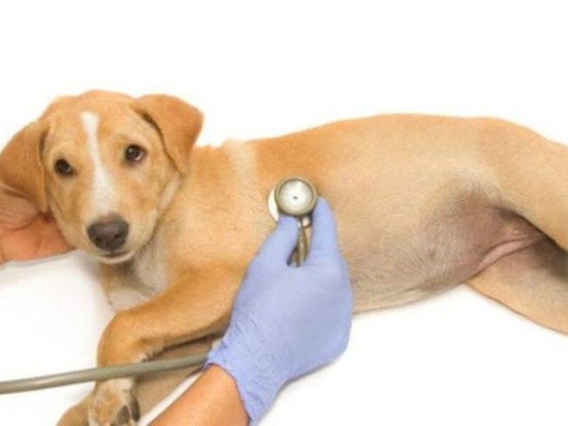 Chó bị suy thận với dây truyền dịch