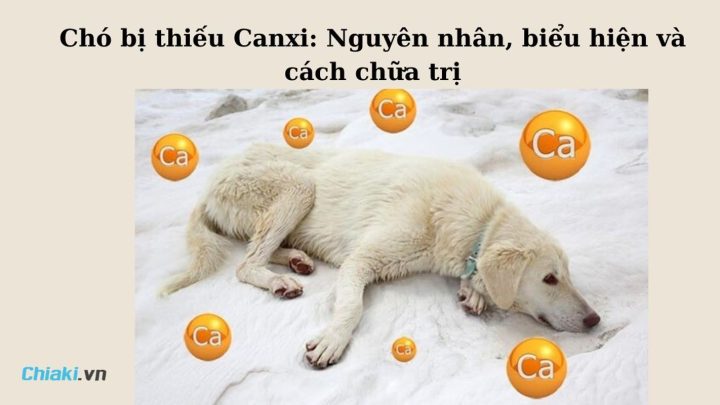 Cách Chữa Chó Bị Thiếu Canxi Hiệu Quả và Ngăn Ngừa Tái Phát
