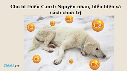 Cách Chữa Chó Bị Thiếu Canxi Hiệu Quả và Ngăn Ngừa Tái Phát