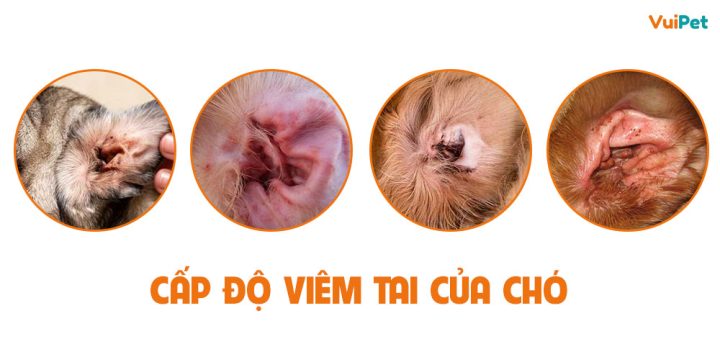 Chó Bị Viêm Tai Nặng: Nguyên Nhân, Triệu Chứng Và Xử Lý Hiệu Quả