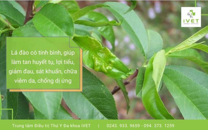 Chó Bị Viêm Da Tắm Lá Gì? Giải Pháp Tự Nhiên Hiệu Quả