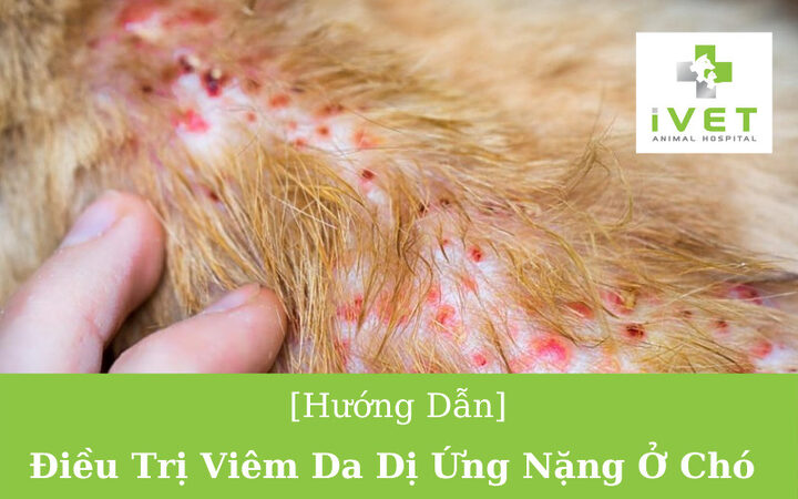 Chó bị viêm da dị ứng nặng cần điều trị hiệu quả