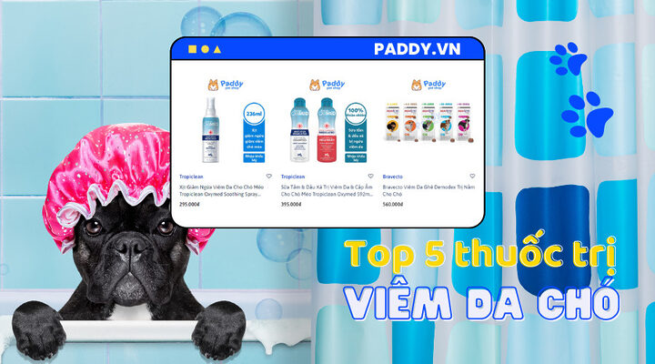 Chó bị viêm da ngứa ngáy cần thuốc trị viêm da cho chó