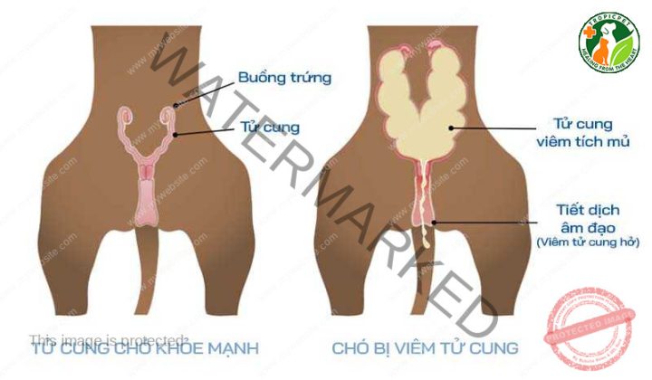 Viêm Tử Cung Ở Chó: Toàn Diện Từ Nguyên Nhân Đến Điều Trị