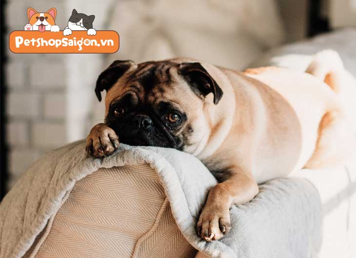 Chó Bị Xuất Huyết Đường Ruột: Dấu Hiệu, Nguyên Nhân, Xử Lý & Phòng Ngừa